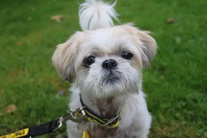 The sweet little 12 year old  Lhasa Apso really enjoys a cuddle, but is looking for a quiet new home. 