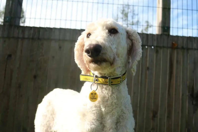 Camille is a stunning poodle who is an anxious girl that will need someone to spend a lot of time with her and work on her socialisation skills. 
