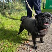 Doug the pug is searching for a forever home