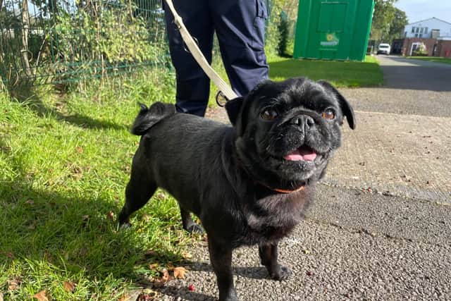 Doug the pug is searching for a forever home