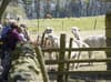 Mayfield Alpacas Animal Park: Popular visitor attraction in Sheffield goes up for sale