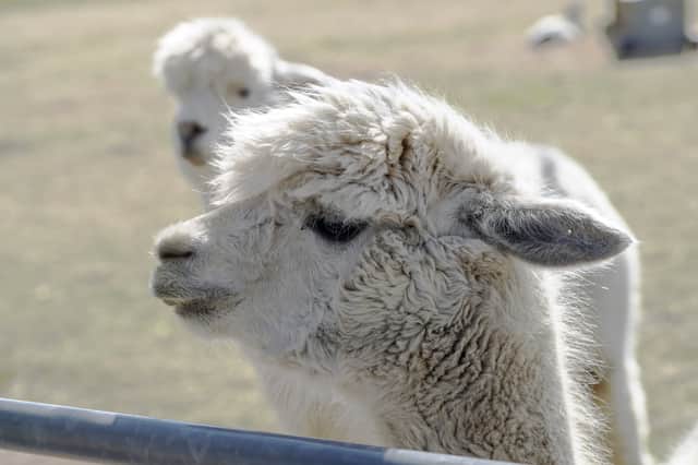 Mayfield Alpacas Animal Park in Sheffield has been open to the public since 2001