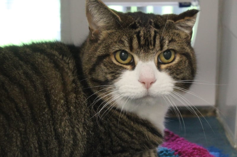 Short-haired Alfie would be most suited to living with his brother Tiggy. At 12-years-old the pair have only known life together so the centre is trying to find them a home similar to the one they had before. The warm-natured tabby-and-white moggy therefore needs a quiet home with older owners who will give him and his brother plenty of affection but also give them space to enjoy live as they please.