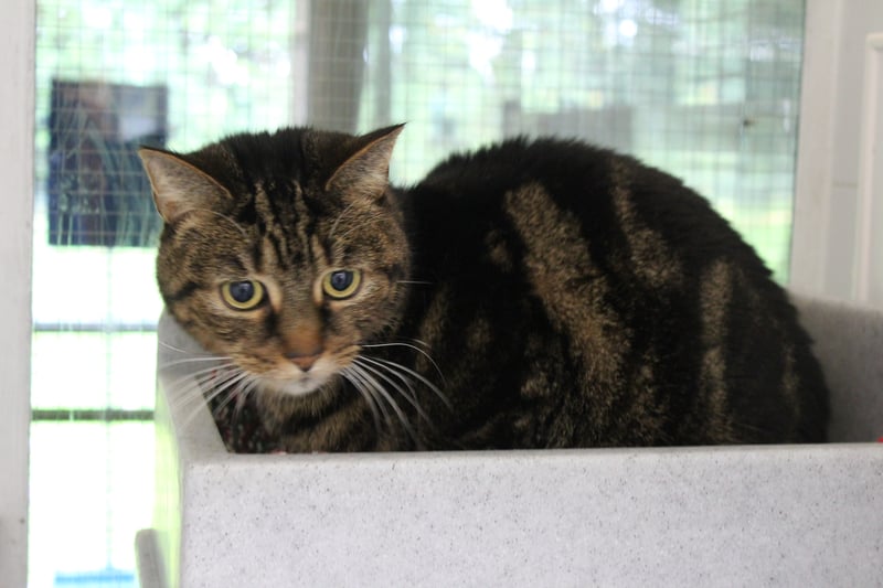 Quiet tabby Barney is in need of a home where there he can enjoy a calm atmosphere without any sudden noises or surprises. At 12 years old he enjoys fuss and snoozing in equal measures and although he has lived with cats before is likely to prefer being an only-cat or living with a fellow gentle puss.