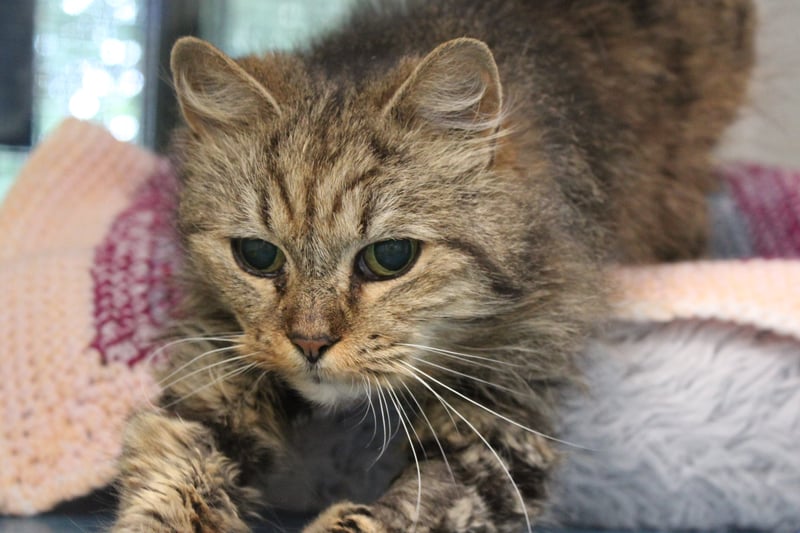 Older lady Fern loves nothing more than affection. At 16-years-old, the pale tabby would appreciate a home where she can be doted on and enjoy her twilight years ideally with space to stroll in a garden and  nap in the sun on warmer days.