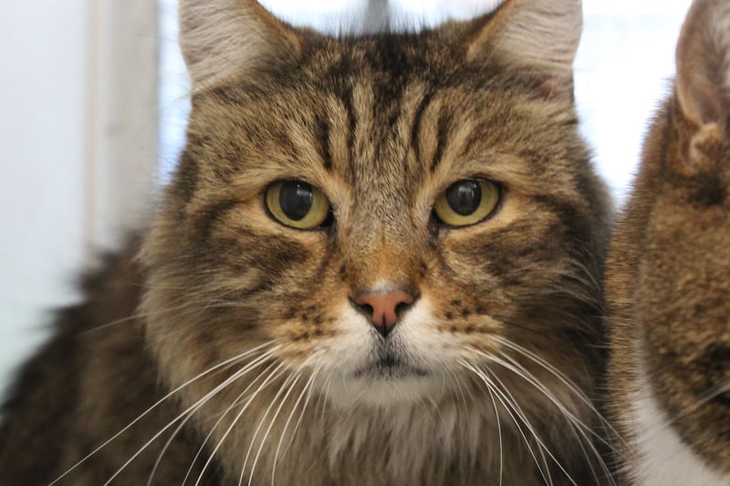 Long-haired Tiggy arrived at the centre with his brother Alfie and the 12-year-old duo needs a home together. The affectionate puss has a mild heart murmur, not uncommon in cats his age, and the centre staff can explain about monitoring as he gets older. A quiet home with outdoor space would suit the duo best.   