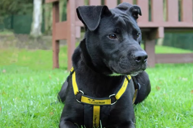 Gillie is a crossbreed puppy who can live with children aged fourteen and over. He is house trained but will need someone around most of the days and any time spent alone to be built up gradually.