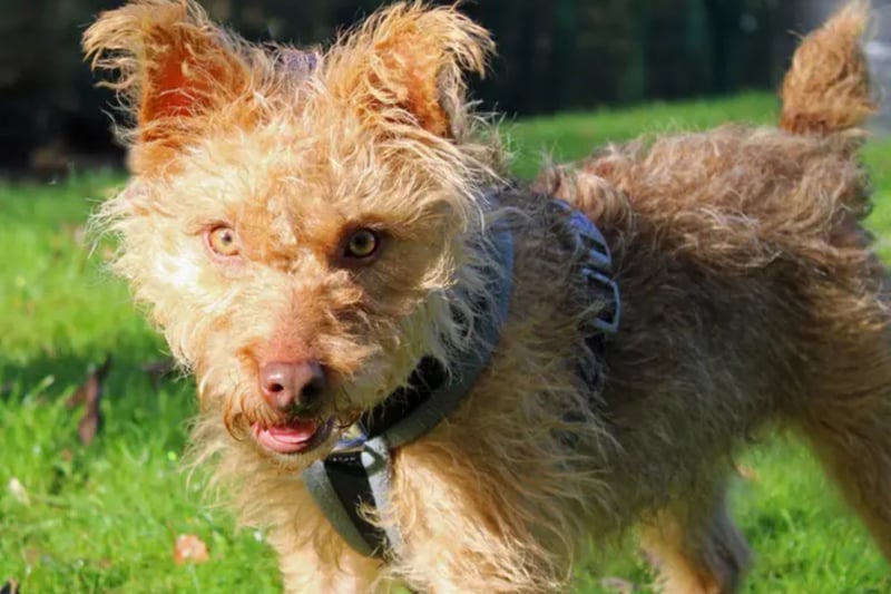 Cami is a Lakeland Terrier cross who is looking for an active home where she is the only pet. She is house trained, can be left three to four hours and can live with children over the age of 10.
