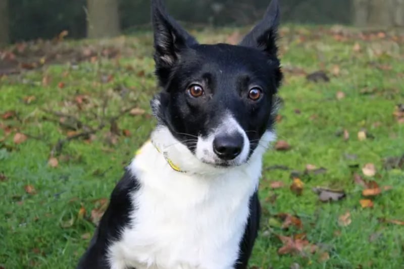 Layla is a Border Collie who is looking for a patient family to guide her into her new life at her pace. She can live with other dogs and teenagers but she is not house trained, and puppy pads may be useful.