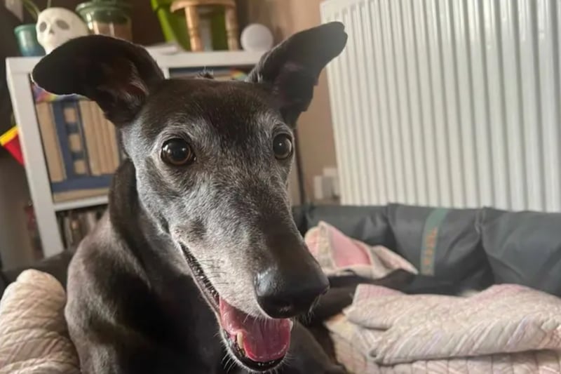 Rosie is a Greyhound who can live with children of high school age but will need to be the only pet. A little patience may be needed whilst she gets used to a new routine.