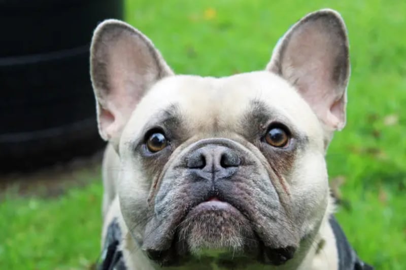 Toby is a French Bulldog who is rather tense around other dogs so needs to be the only pet. He can live with children over the age of 14, is house trained and travels well in a car.