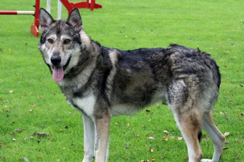 Thor is a Siberian Husky who will need to be the only pet at home and any children will need to be aged 16 or older. Thor is house trained but not used to being left alone. He will need multiple visits to him at the centre before going home.