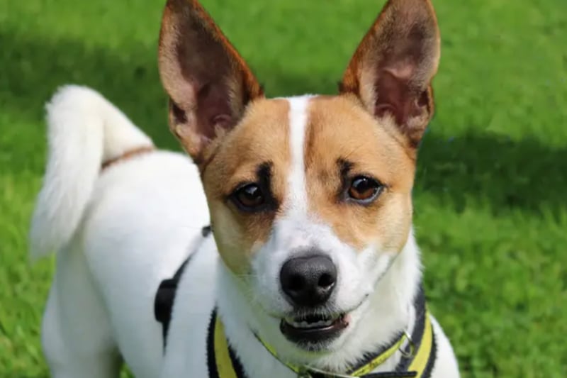Rubble is a Jack Russell Terrier who needs a home where he will hardly be left alone as he will bark and chew things if left more than an hour. He will need to be the only pet at home but can live with children of high school age.