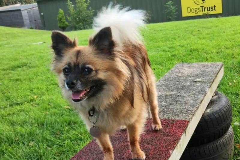 Luka is a Pomeranian cross who is in need of an experienced and active, adult only home. He could potentially live with a well matched female dog and a confident cat. He is house trained and once settled could be left for a couple of hours without worry.