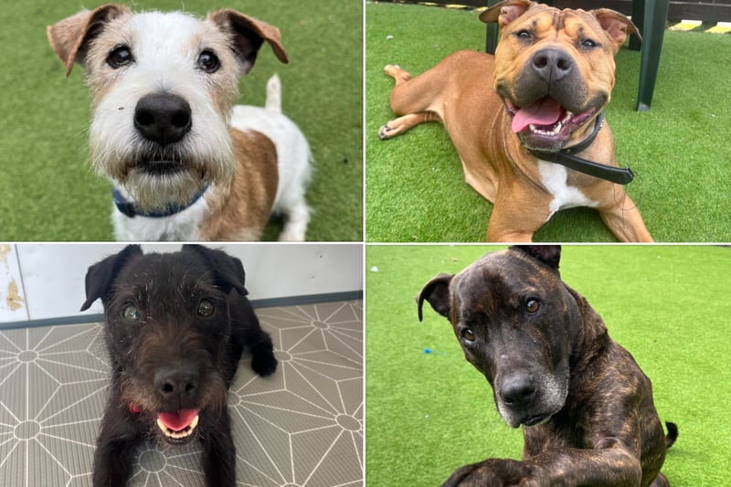 Helping Yorkshire Poundies is caring for more than a dozen dogs.