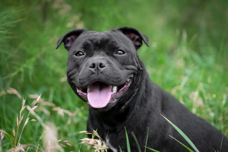 Staffordshire Bull Terriers are lively and energetic dogs who love company and cuddles from their owner (once they’ve tired themselves out!), according to the PDSA. They love to be at the centre of anything going on in the home. The PDSA says some of the conditions that staffies may develop include: Hip dysplasia; skin conditions; certain cancers; eye conditions; and L-2-hydroxyglutaric aciduria