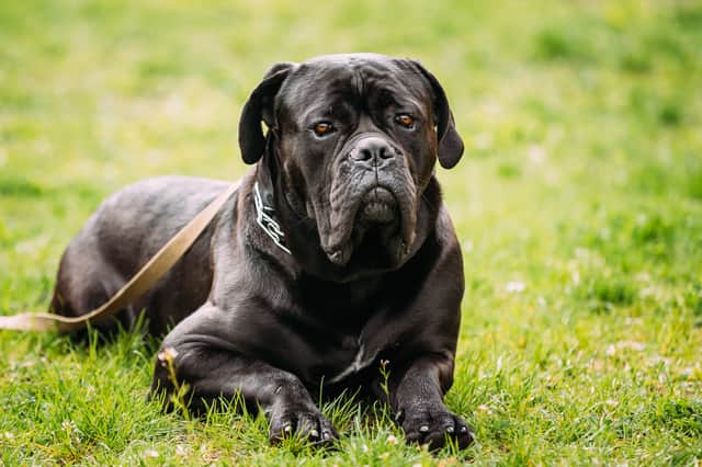 An elderly lady and her old Labrador were attacked by two Cane Carso breed dogs in Rotherham. Photo of a Cane Corso for illustrative purposes. Photo: Adobe