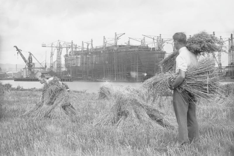 Farmers gather their crops under the shadow of the great Cunard White Star liner Queen Mary, currently under construction at John Brown's shipyard on Clydebank. Known only as 'liner 534', the vessel will be launched and named by the Queen on September 26th.  