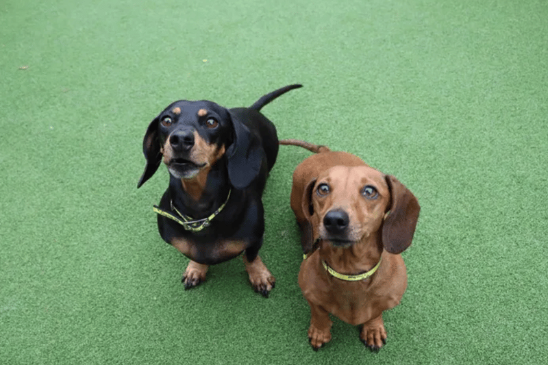5 year old Holly and her 9 year old mam Pippa are on the lookout for their forever home together. Holly and Pippa are both lovely girls who do have quite a sensitive side. They both have a love for food which helps to build a bond with them. They are happy going out for little walks but do bark at other dogs out and about, the girls travel okay in the car they just need a hand getting in! Pippa and Holly will need their housetraining working on in their new home, they love to cuddle up under blankets and get cozy! If you think you have space in your heart and home for these two girls, pop your application in now. (Dogs Trust)