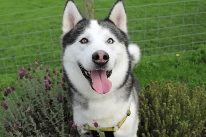 Loki has had a lot of upheaval so his next home needs to be his forever home to give him stability. He needs gradual socialising with dogs that he doesn’t know. He can be very vocal on lead when he sees them, so he will prefer to be walked in quieter areas and having his own secure garden for off lead fun times. Loki needs owners to be around for him for the majority of the day as he doesn’t cope with being alone. New owners will need to be prepared to get him used to being by himself very gradually. This may mean having suitable back up support at times. (Dogs Trust)