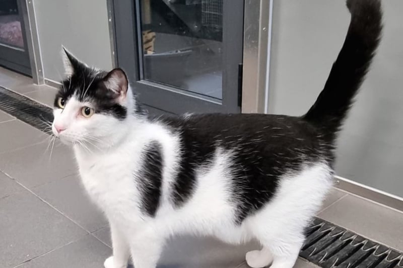 Sid is four-and-a-half and needs a strictly child-free and pet-free home with experienced cat people, as he can get agitated. He also needs a home with a yard or garden.