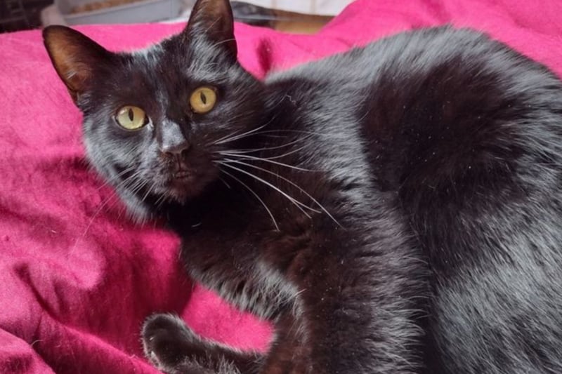Libby is looking for a quiet, child-free home (which will continue to be child-free in the future) and she is quite shy. She also needs the home to have a garden and be away from busy roads.