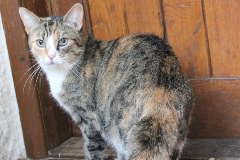 Lola is six or seven years old and is neutered, vaccinated and microchipped. She can live with other cats but not dogs. She can potentially live with older children.