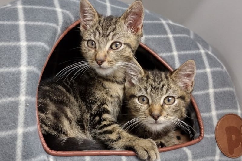 Barley and Bailey are gorgeous 13-week-old kittens looking for a home together.