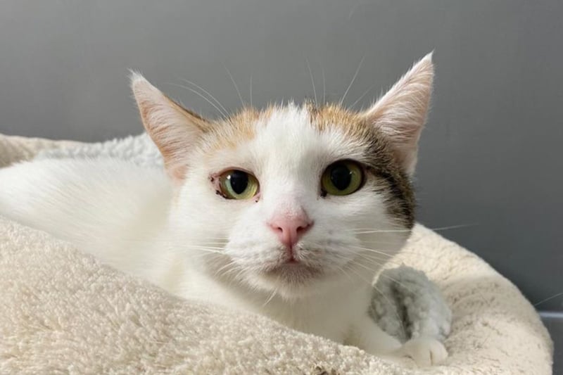 Clio is a sweet, shy girl who needs time to warm up to new people. She came to the rescue as a homeless young mum with three kittens, who have all been adopted already. She is best suited to an adult only home.