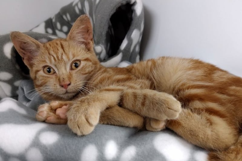 Pumpkin is around 4-5 months old and was rescued from an industrial estate. She should be okay to live with other pets but cannot live with children under the age of 12. 