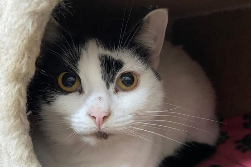 Petal is a shy, sweet cat who could live with another cat if they each had their own space. She cannot live with other pets or children.