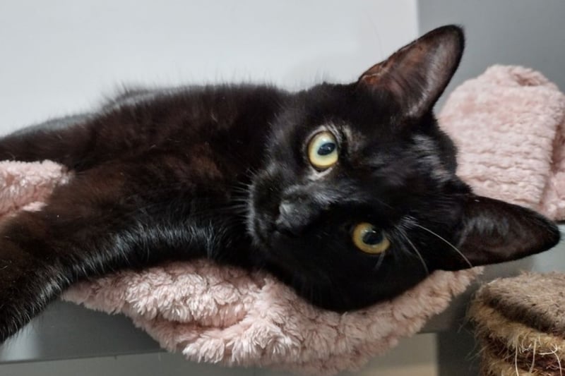 Berry is an adorable cat who sadly gave birth to seven stray kittens in a garden shed, and only one survived. Her baby has now been adopted and she is looking for a home of her own.