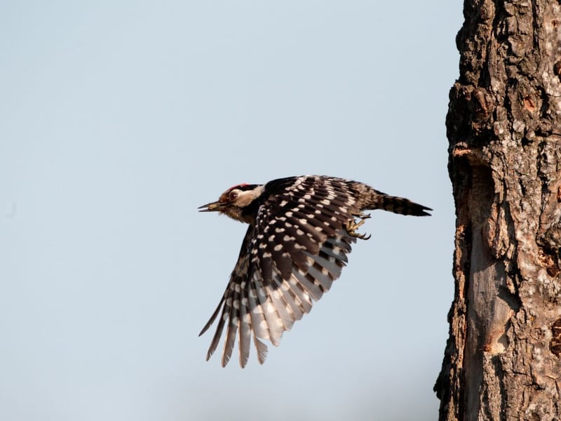 The lesser spotted woodpecker, a master of stealth in wooded habitats, has seen a 90 per cent decline since the 1980s due to deforestation and habitat destruction; today, 1,200 specimens of this species are believed to be left. To preserve these woodpeckers, we must take specific actions. Preserving old-growth forests, which provide the ideal habitat, is crucial. Dead trees left in place for natural decay become a food source and nesting sites for woodpeckers. These practices, combined with enhancing the availability of suitable food sources, can encourage the resurgence of the lesser spotted woodpecker.