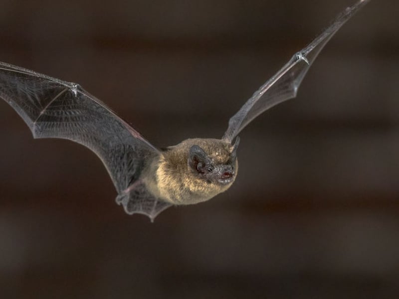 Bats are essential for ecosystem health but face habitat loss and disturbances. Preserving them requires a multi-faceted approach. Protecting bat roosts, whether in caves, buildings, or trees, is crucial. Minimising light pollution in urban areas helps bats navigate and hunt at night, ensuring their survival. In addition, installing bat boxes in cities and residential areas can provide suitable roosting sites, encouraging bats to remain in proximity to human populations. Scotland is home to nine species of bat - the rarest of which is the seldom seen whiskered bat.