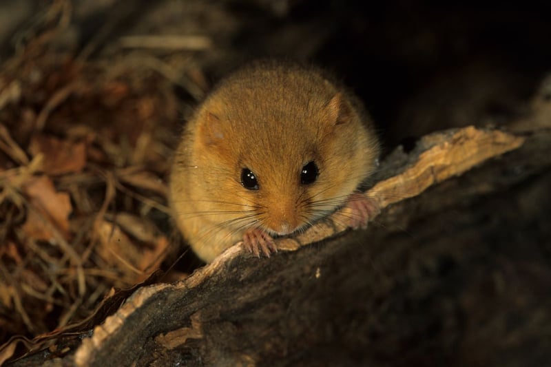 Hazel dormice, with their endearing appearance, have seen their populations decline 75 per cent over the last 25 years due to habitat loss and the impacts of climate change. Preserving these creatures requires a multi-pronged approach. Protecting woodlands and hedgerows, their primary habitats, is vital. Initiatives to maintain hedgerows, and reestablishing and connecting woodlands, provide dormice with suitable areas to forage and nest. Placing nesting boxes can also help bolster populations, ensuring that these delightful creatures continue to thrive in their natural environments.