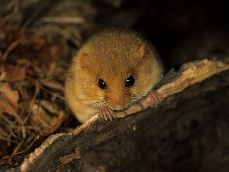 Hazel dormice, with their endearing appearance, have seen their populations decline 75 per cent over the last 25 years due to habitat loss and the impacts of climate change. Preserving these creatures requires a multi-pronged approach. Protecting woodlands and hedgerows, their primary habitats, is vital. Initiatives to maintain hedgerows, and reestablishing and connecting woodlands, provide dormice with suitable areas to forage and nest. Placing nesting boxes can also help bolster populations, ensuring that these delightful creatures continue to thrive in their natural environments.