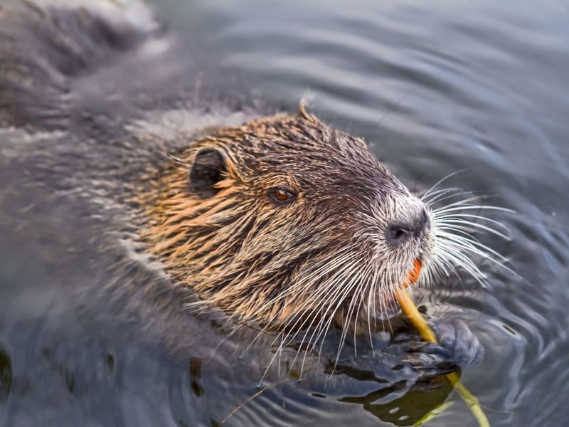 Reintroduced to Scotland in 2009 as part of a project run by Scottish Natural Heritage, in 2016 beavers were officially recognised as a species native to Scotland, yet they remain under threat. Beavers are vital to maintaining healthy wetland ecosystems, yet they are threatened by habitat loss and human persecution. Preserving these ecological engineers involves various strategies. Rewilding projects, which reintroduce beavers into suitable habitats, can help rebuild their populations. Tree guards and barriers can protect valuable crops while allowing beavers to coexist with human activities in areas where beavers interact with farmland. Public education is also crucial, as it fosters appreciation for these ecosystem engineers and promotes coexistence with these creatures, encouraging long-term preservation.