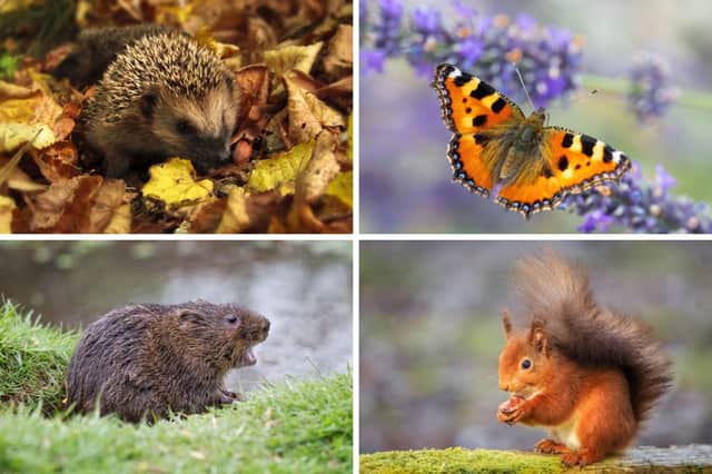 Some of Scotland's most beautiful animals have seen their numbers plummet in recent decades.