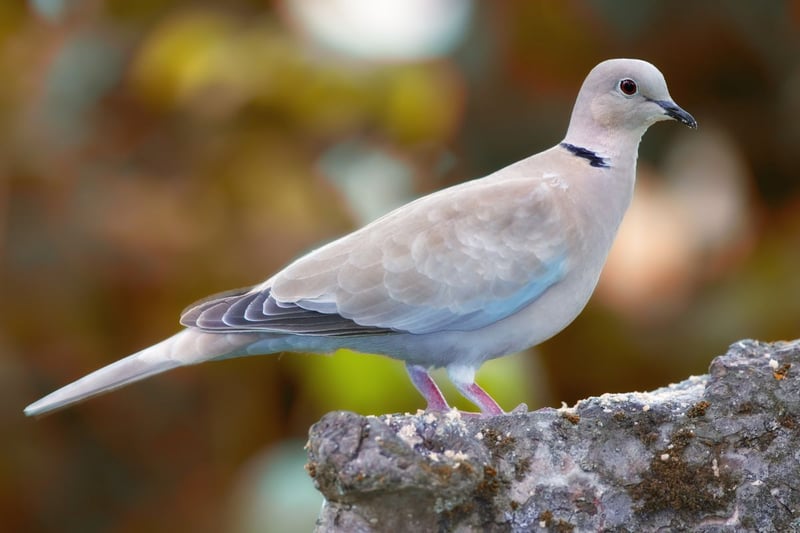 The turtle dove, known for its soft cooing, has experienced habitat loss and hunting, which threatens its survival, and since the 1970s, there has been a 97 per cent decrease in its population. Preservation efforts must focus on protecting their breeding grounds. This includes conserving meadows, scrublands, and woodlands and ensuring a rich source of seeds, a primary food source for these doves. Moreover, promoting sustainable farming practices can create more dove-friendly landscapes. These collective measures can ensure the survival of this beloved bird in the wild.