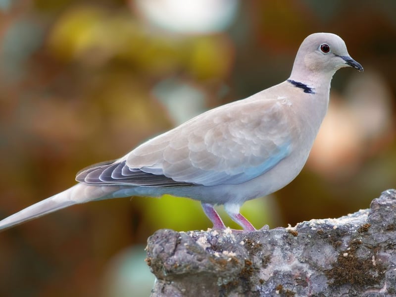 The turtle dove, known for its soft cooing, has experienced habitat loss and hunting, which threatens its survival, and since the 1970s, there has been a 97 per cent decrease in its population. Preservation efforts must focus on protecting their breeding grounds. This includes conserving meadows, scrublands, and woodlands and ensuring a rich source of seeds, a primary food source for these doves. Moreover, promoting sustainable farming practices can create more dove-friendly landscapes. These collective measures can ensure the survival of this beloved bird in the wild.