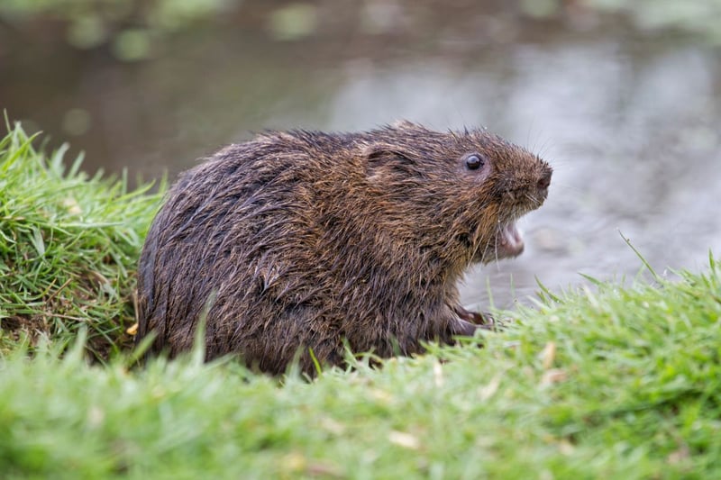 Water voles, the inspiration for 'Ratty' in Kenneth Grahame's 'The Wind in the Willows', have faced habitat destruction and predation, particularly by invasive species such as mink, and their population has declined 94 per cent since the 1990s. Preservation efforts must involve the creation of buffer zones along watercourses, preserving and restoring their natural habitats.

