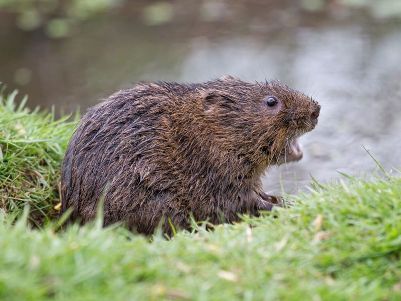 Water voles, the inspiration for 'Ratty' in Kenneth Grahame's 'The Wind in the Willows', have faced habitat destruction and predation, particularly by invasive species such as mink, and their population has declined 94 per cent since the 1990s. Preservation efforts must involve the creation of buffer zones along watercourses, preserving and restoring their natural habitats.