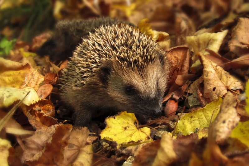 Hedgehogs are charming, yet they are facing a severe decline in numbers due to habitat loss, increased urbanisation, and vehicle collisions. While in the 1950s there were 36 million hedgehogs across the UK, in 2013 they went down to one million, resulting in a 97 per cent decrease in population. We can take several steps to preserve these beloved creatures, and creating hedgehog-friendly gardens is a key one. This includes providing access to fresh water sources and food, like cat or dog food, mealworms, or diced fruits. Moreover, ensuring safe passage for hedgehogs within neighbourhoods is vital. Installing tunnels or small openings in fences can help hedgehogs move around without getting stuck or injured.