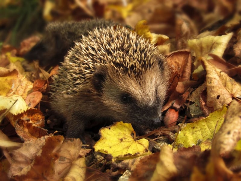 Hedgehogs are charming, yet they are facing a severe decline in numbers due to habitat loss, increased urbanisation, and vehicle collisions. While in the 1950s there were 36 million hedgehogs across the UK, in 2013 they went down to one million, resulting in a 97 per cent decrease in population. We can take several steps to preserve these beloved creatures, and creating hedgehog-friendly gardens is a key one. This includes providing access to fresh water sources and food, like cat or dog food, mealworms, or diced fruits. Moreover, ensuring safe passage for hedgehogs within neighbourhoods is vital. Installing tunnels or small openings in fences can help hedgehogs move around without getting stuck or injured.