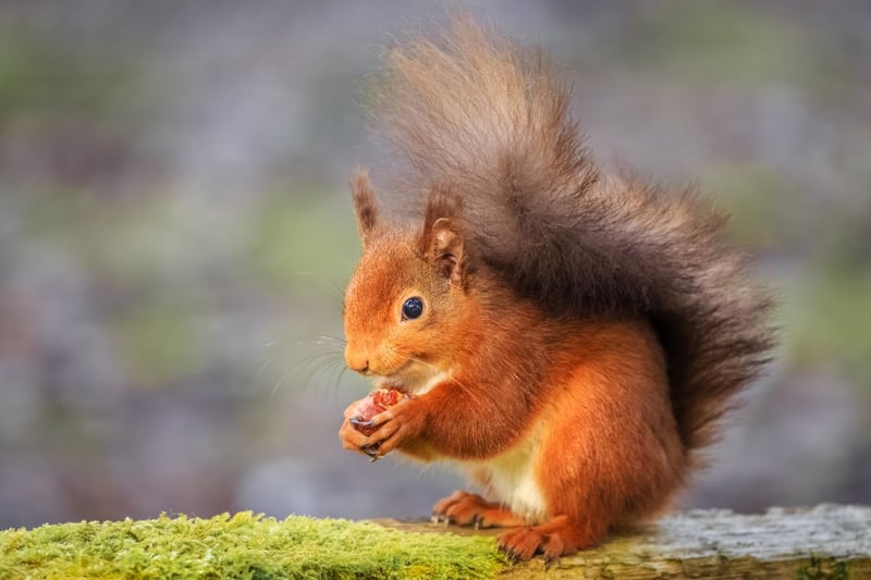 Red squirrels face a daunting challenge from the invasive grey squirrel species, leading to their decline, which saw numbers fall to only 140,000 individuals across Britain in 2023. The best place to see these charismatic animals is in Scottish woodland. Protecting the habitat of red squirrels, especially coniferous woodlands, is essential to preserve the species. These habitats offer the ideal conditions for red squirrels to thrive. Conservation efforts should include preserving these woodland environments and monitoring the red squirrel populations to ensure their survival.