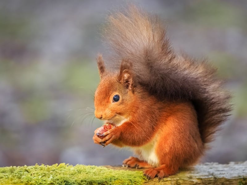 Red squirrels face a daunting challenge from the invasive grey squirrel species, leading to their decline, which saw numbers fall to only 140,000 individuals across Britain in 2023. The best place to see these charismatic animals is in Scottish woodland. Protecting the habitat of red squirrels, especially coniferous woodlands, is essential to preserve the species. These habitats offer the ideal conditions for red squirrels to thrive. Conservation efforts should include preserving these woodland environments and monitoring the red squirrel populations to ensure their survival.