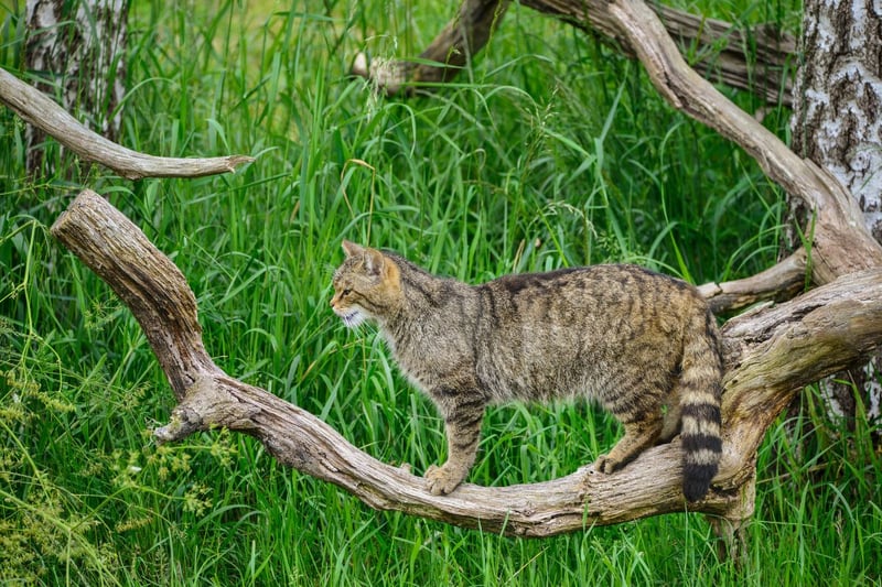 The Scottish wildcat, a symbol of untamed wilderness, faces a dire situation due to crossbreeding with domestic cats and habitat loss to the point where, in 2023, only 115 to 315 individuals are known. Saving the Scottish wildcat would involve a combination of strategies. Establishing protected reserves where these elusive creatures can roam without interbreeding is crucial. Simultaneously, efforts to promote responsible pet ownership are essential, including neutering and microchipping domestic cats to prevent hybridisation.