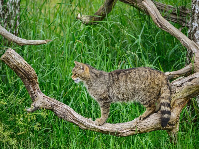 The Scottish wildcat, a symbol of untamed wilderness, faces a dire situation due to crossbreeding with domestic cats and habitat loss to the point where, in 2023, only 115 to 315 individuals are known. Saving the Scottish wildcat would involve a combination of strategies. Establishing protected reserves where these elusive creatures can roam without interbreeding is crucial. Simultaneously, efforts to promote responsible pet ownership are essential, including neutering and microchipping domestic cats to prevent hybridisation.