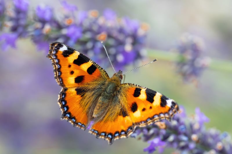 Like many other species, Small tortoiseshell butterflies are threatened by habitat destruction and climate change. The decrease in population has been drastic, as there was a 77 per cent decrease in the ten years between 2003 and 2013, with numbers continuing to dwindle. To preserve these delicate insects, planting nectar-rich flowers in gardens and public spaces can provide essential food sources. Protecting their habitats, including meadows and open woodlands, is crucial. Reducing the use of pesticides and promoting responsible gardening practices can also help maintain the butterfly's population.