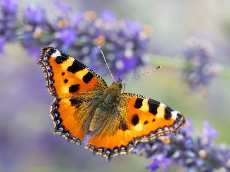 Like many other species, Small tortoiseshell butterflies are threatened by habitat destruction and climate change. The decrease in population has been drastic, as there was a 77 per cent decrease in the ten years between 2003 and 2013, with numbers continuing to dwindle. To preserve these delicate insects, planting nectar-rich flowers in gardens and public spaces can provide essential food sources. Protecting their habitats, including meadows and open woodlands, is crucial. Reducing the use of pesticides and promoting responsible gardening practices can also help maintain the butterfly's population.